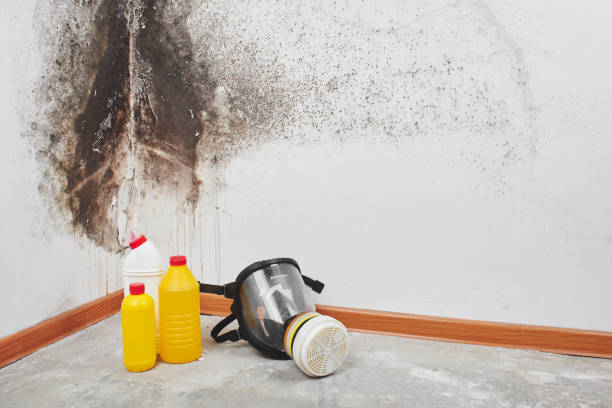 Best Attic Mold Remediation in French Lick, IN