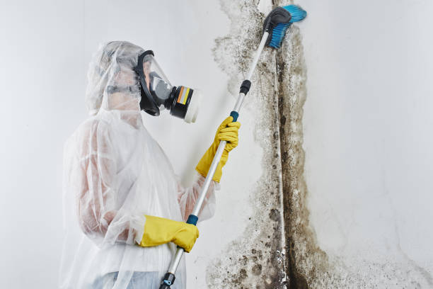 Best Industrial Mold Remediation in French Lick, IN